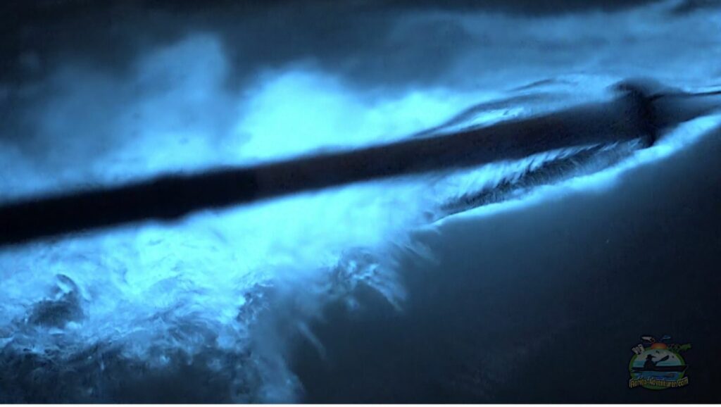 bioluminescence florida