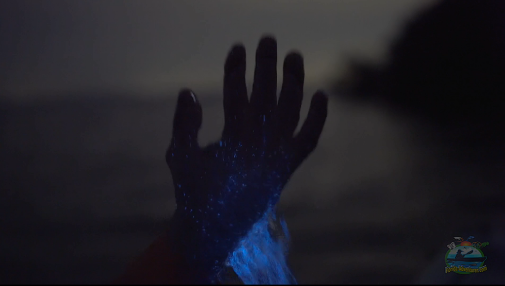 bioluminescence florida