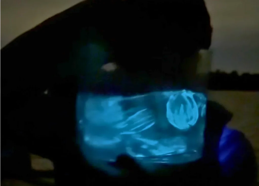 bioluminescent comb jellies