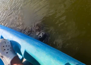 cocoa beach manatee tour