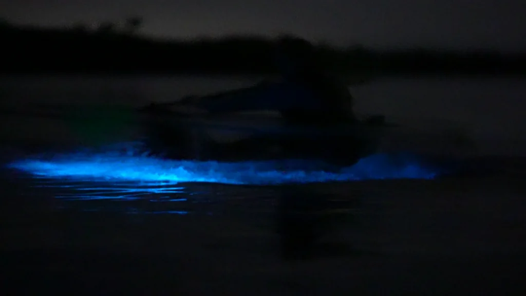 where to see bioluminescence in florida