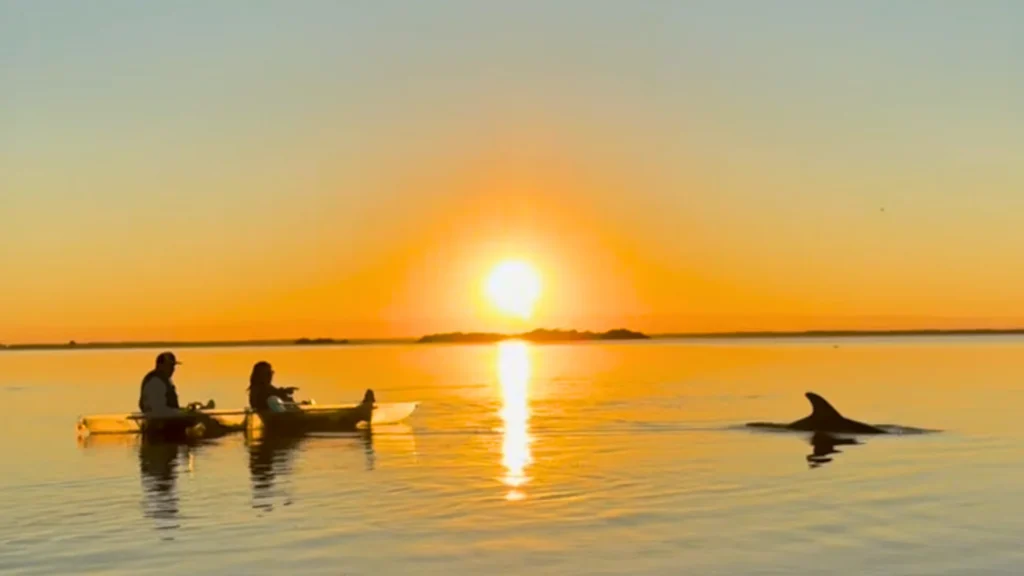 dolphin tours