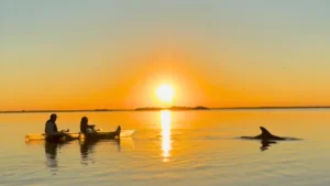 dolphin tours
