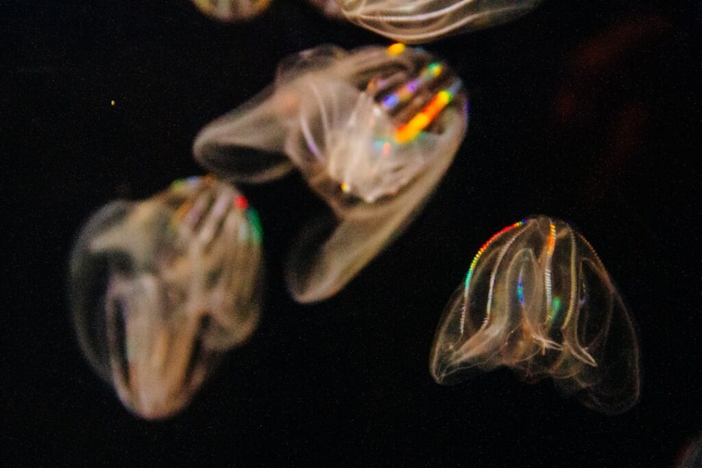 A mesmerizing underwater scene featuring a glowing comb jelly drifting in the water, symbolizing the enchanting bioluminescence of Cocoa Beach, Florida