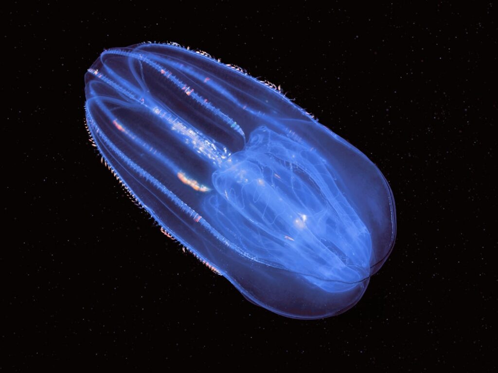 A close-up image of a shimmering comb jelly, showcasing its translucent body and rainbow reflections, highlighting the enchanting beauty of these harmless marine creatures.