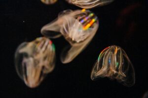 A mesmerizing underwater scene featuring a glowing comb jelly drifting in the water, symbolizing the enchanting bioluminescence of Cocoa Beach, Florida