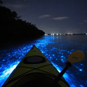 Person kayaking through glowing waters at night, surrounded by sparkling bioluminescent algae creating a magical light trail with each paddle stroke.