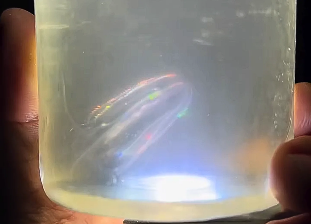 glowing comb jelly in a clear container during a nighttime Florida bioluminescence kayak tour