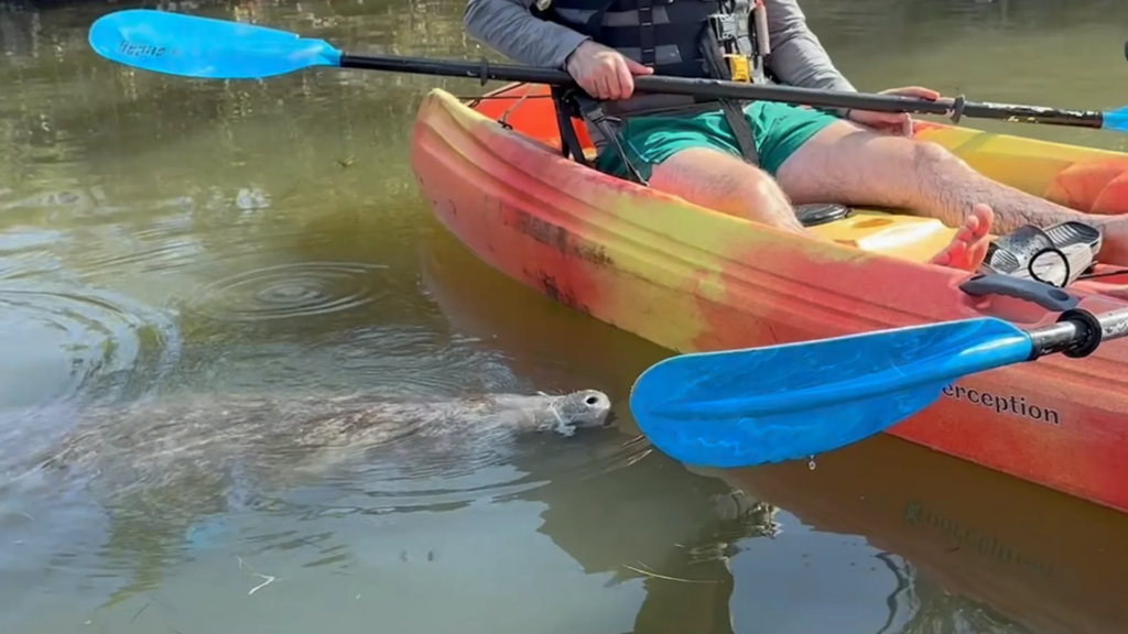 Cocoa Beach manatee tour with kayaks on calm Space Coast lagoon water