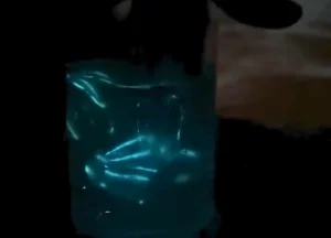 do jellyfish glow