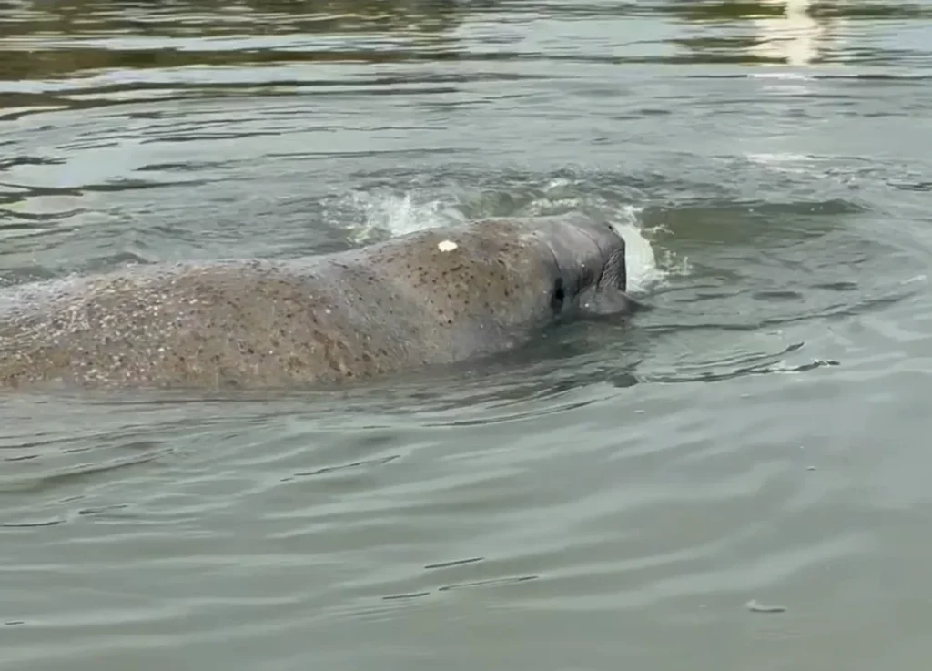 kayak with manatees in florida