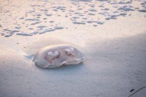 when is jellyfish season in florida