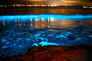 bioluminescence cocoa beach
