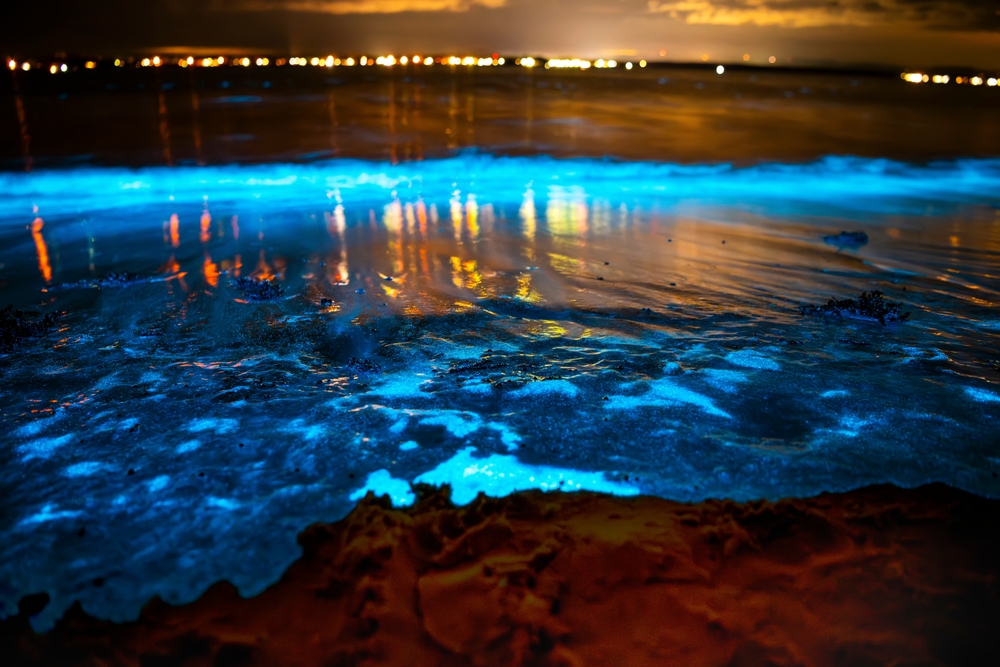 bioluminescence cocoa beach