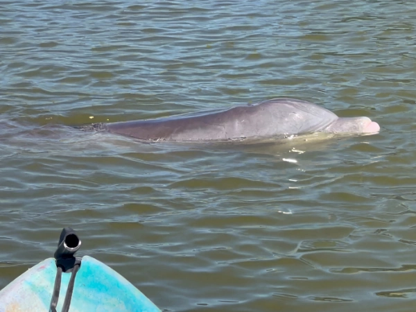 Dolphin swimming beside a kayak on Florida's Space Coast