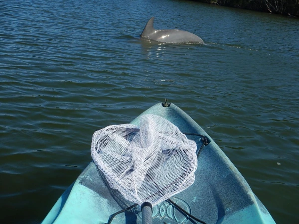 Dolphin swimming ahead of a kayak on Florida's Space Coast
