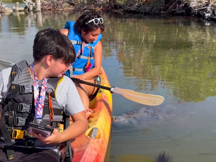 Kayakers watching a manatee beside their kayak