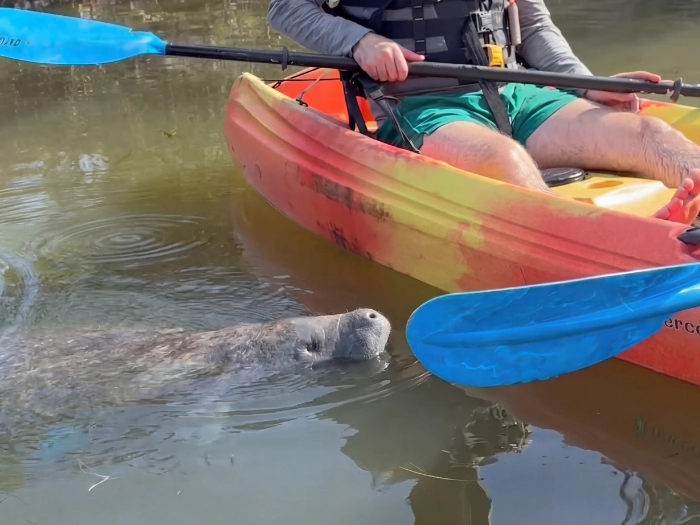 Manatee swimming beside a kayak during a Florida Adventurer tour