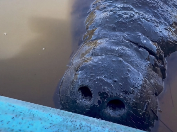 Manatee looking up beside a kayak
